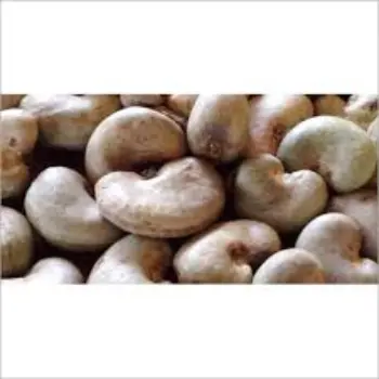 Fresh Raw Cashew Nuts